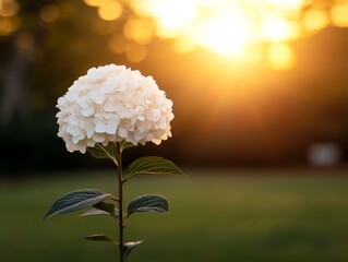 Poster - A single white hydrangea flower stands tall against a softly blurred golden bokeh background, creating a serene, elegant atmosphere perfect for text overlay