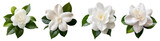A collection of elegant white gardenia flowers with lush green leaves.
