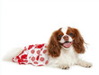 © Sean Lee - Full body shot of Cavalier King Charles Spaniel dog, lying down, smiling. Wearing Christmas costume.