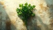 © Ummeya - A bunch of fresh parsley resting on a light textured background, ideal for herb and ingredient photography