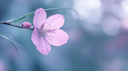 Poster - Delicate Pink Blossom Branch Softly Blooms