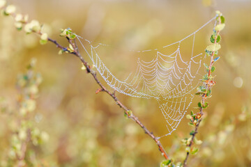 closeup of wet spider web in a bog