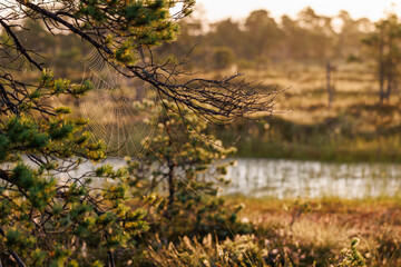 Wall Mural - wet spiderweb sparkling in a bog at sunrise