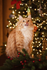 A photo of a beautiful red cat near the Christmas tree.