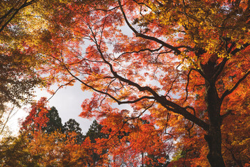 Wall Mural - Colorful maple leaves illuminated by sunlight, a typical Japanese autumnal scene.	