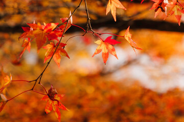 Wall Mural - Colorful maple leaves illuminated by sunlight, a typical Japanese autumnal scene.	