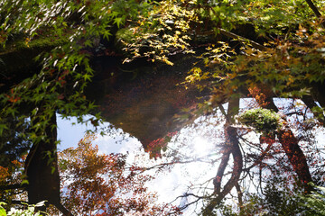 Wall Mural - Beautiful foliage trees and leaves reflected on the water surface, Japanese garden in autumn	
