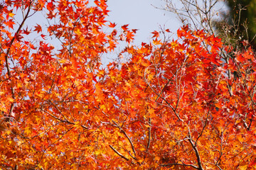 Wall Mural - Japanese autumn, maple leaves and blue sky	