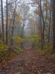 Wall Mural - misty autumn forest