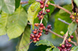 © Sanit - Red and green coffee fruit on tree on green leaf background.