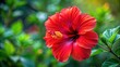 © lapeepon - Vibrant red hibiscus flower in full bloom , tropical, nature, flora, petals, garden, vibrant, beautiful, exotic, red, blossom
