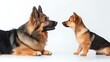 © Generative AI - Adorable German Shepherd German Shepherd Puppy Interaction on White Background for Pet and Canine Themes : Generative AI