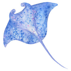 manta ray watercolor ; isolated on a transparent background