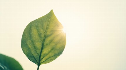 Leinwandbilder - Beautiful green leaf with a perfectly shaped water droplet glistening in sunlight during a peaceful morning. Generative AI