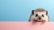© Provision - Enthralling Hedgehog Peeking Over a Pastel Pink Border