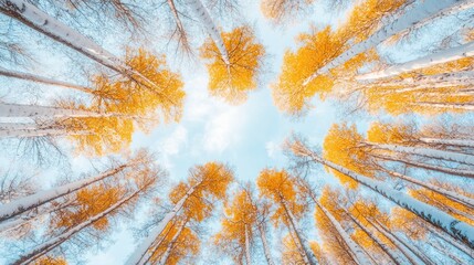 Wall Mural - low-angle view of snow-covered yellow trees against a bright blue sky.
