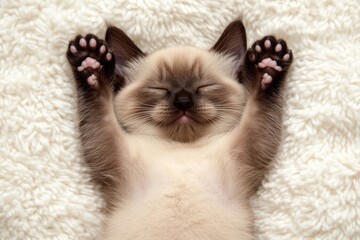 Wall Mural - Adorable kitten sleeping soundly on a fluffy white blanket, paws up.