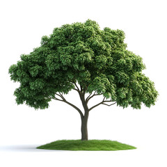 lush green tree on a small grassy hill, isolated on white.