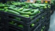 © CoolPook - A crate of cucumbers is piled high in a warehouse