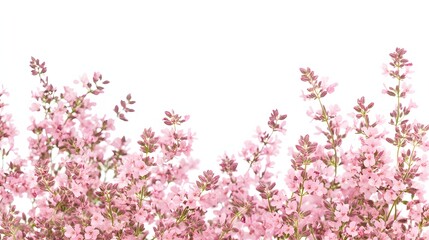 Wall Mural - Delicate Pink Flowers Blooming Beautifully Against White