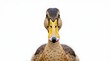 © Tayyip - Detailed Close-up Portrait of a Duck