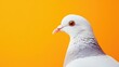 © The 2R Artificiality - Close up portrait of a white pigeon against a vibrant orange background with space for text ideal for educational and commercial use