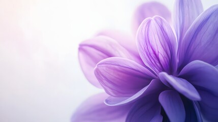 Delicate Lavender Petals Softly Unfurling