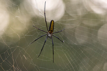 spider on web