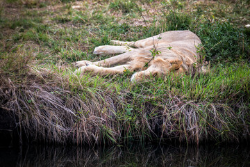 Wall Mural - Safaritour in der Serengeti