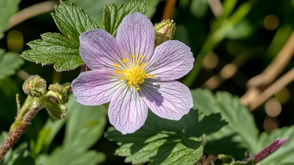 Wall Mural - Delicate purple flower blooming amidst green foliage in a sunny garden setting during spring