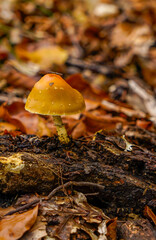 Mushrooms in autumn, forest of colors and flavors