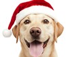 © lareyna - a happy labrador retriever wearing a santa hat, creating a festive and cheerful christmas image