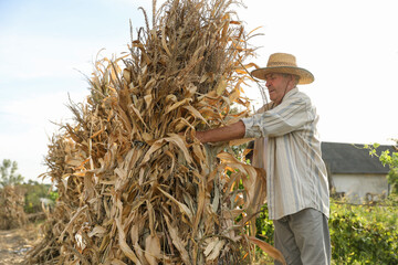 Wall Mural - Senior man in straw hat with pile of hay outdoors