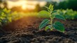 © siyons - Young plant seedling growing in rich soil at sunset