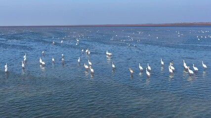 Poster - A flock of white cranes flying over the lake, winter migratory birds.