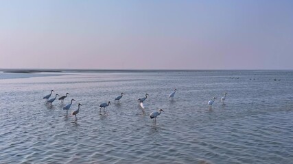 Poster - A flock of white cranes flying over the lake, winter migratory birds.