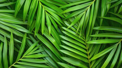 Poster - Greenery palms idea. Close-up of vibrant green palm leaves creating a lush, tropical background.