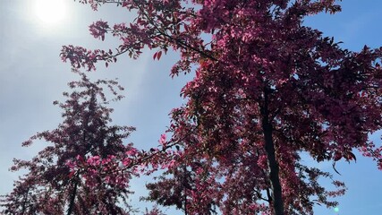 Wall Mural - Spring pink blossom of crab apple trees.