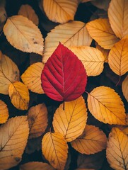 Wall Mural - Red Leaf on Yellow Leaves