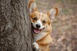 © Сергей Косилко - Corgi dog peeking from behind a tree with a happy expression