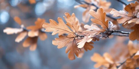 Wall Mural - A selective focus on dried oak leaves highlights their unique texture and form in a serene winter forest, showcasing the beauty of dried oak leaves during the cold season.