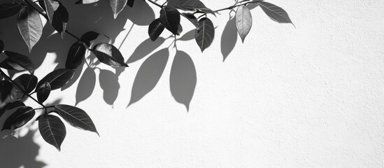 Wall Mural - Monochrome Tropical Leaves Shadow on White Wall with Copy Space for Text Abstract Background Design