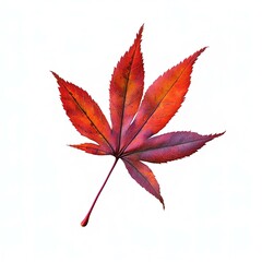 Wall Mural - High-resolution image of a vibrant red maple leaf isolated on a white background perfect for autumn-themed projects and seasonal designs