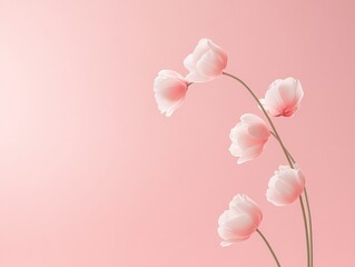 Canvas Print - Elegant Pink Tulips on Pastel Background Minimalist Floral Still Life