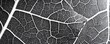 © Ms. Fox - Black and white leaf macro
