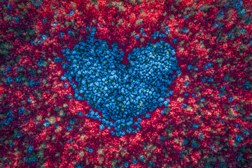 Wall Mural - Aerial shot of a floral pattern with a natural heart shape formed by a cluster of blue flowers amidst a field of red blooms