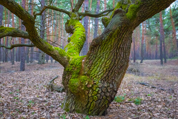 Wall Mural - alone oak tree in the cuiet autumn forest covered by moss