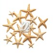 © Osc AI - Starfish collection, white isolate background