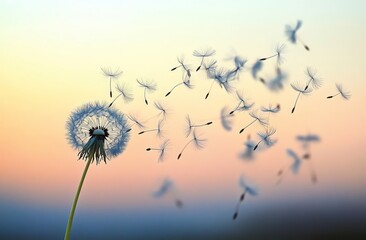 Poster - Golden sunset with dandelions, serene zen backdrop //Sunset illuminated dandelions against a meditative zen scene //Dandelions bask in the golden sunset, creating a serene zen ambiance //Zen