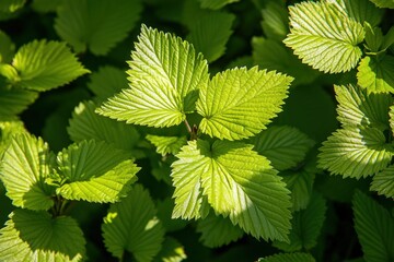 Poster - Vibrant green leaves illuminated by sunlight, showcasing intricate leaf veins and textures. (1)